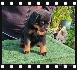 Rottweiler
