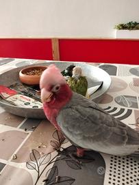 Cacatua roseicapilla allevato a mano