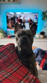 Bulldog francese per monta