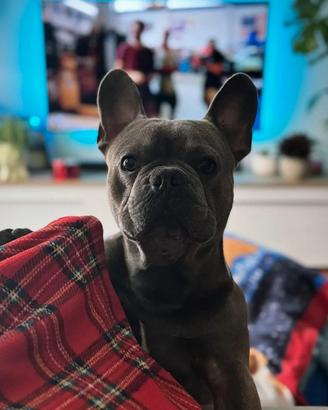Bulldog francese per monta