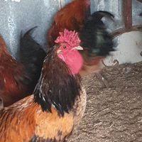 Galli marans/araucana