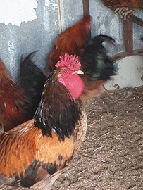 Galli marans/araucana