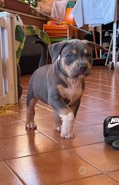 Pitbull