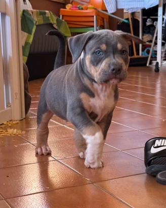 Pitbull