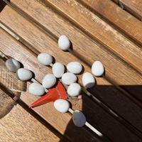 Uova gould Giappone canarini cardellini