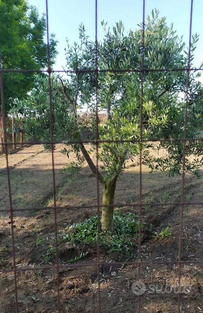 Appezzamento di terreno - Vista 4
