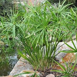 Pianta "Falso Papiro" (Cyperus alternifolius)
