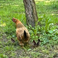 Galline, chioccia e pulcini
