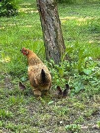 Galline, chioccia e pulcini