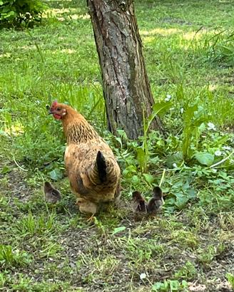 Galline, chioccia e pulcini