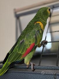 Amazona Aestiva Xanthopturyx maschio