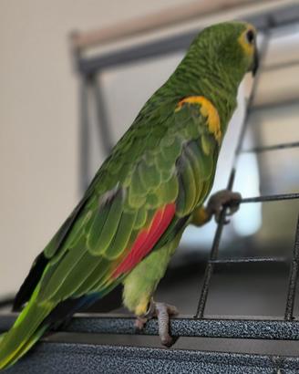 Amazona Aestiva Xanthopturyx maschio