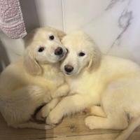 ULTIMO Cucciolo golden retriever pedigree enci