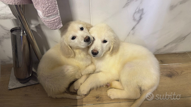 ULTIMO Cucciolo golden retriever pedigree enci