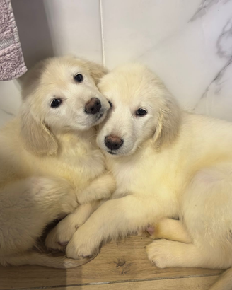 ULTIMO Cucciolo golden retriever pedigree enci