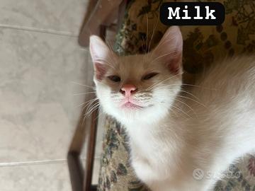 Gattina di 3 mesi bianca