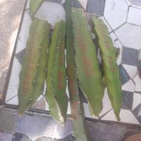  pitaya  dragon fruit polpa rossa 