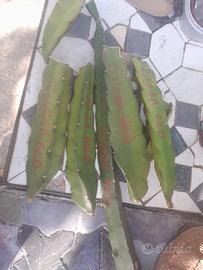  pitaya  dragon fruit polpa rossa 