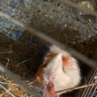 Porcellini d'india cavie peruviane