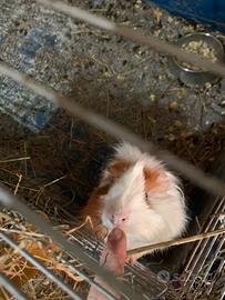 Porcellini d'india cavie peruviane