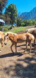 puledra haflinger