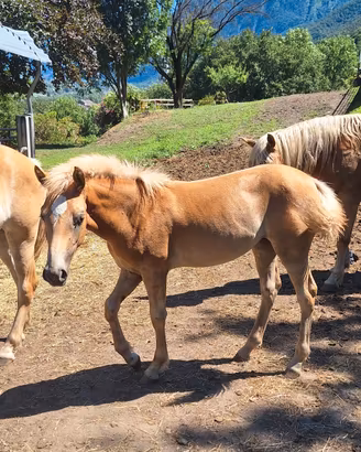 puledra haflinger