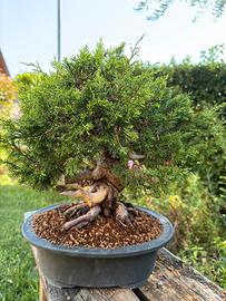 Bonsai juniperus