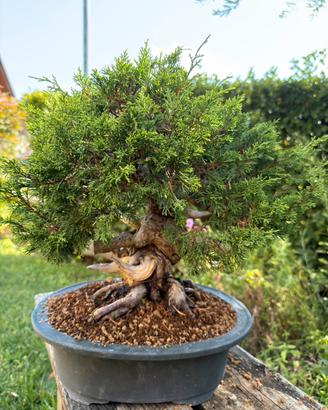 Bonsai juniperus