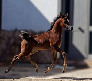 Puledro Arabo Purosangue