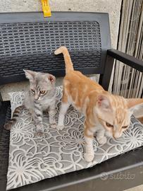 Gattini