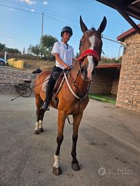 Cavallo da Salto