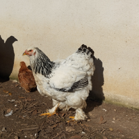 Brahma columbia giovani