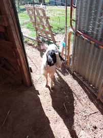 Capra