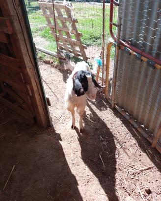 Capra