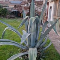 Agave