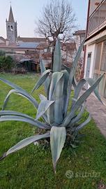 Agave