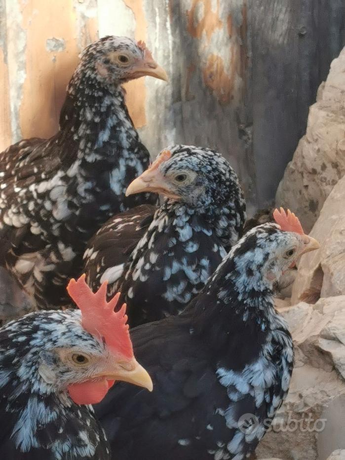 Uova Da Cova Di Tacchino Tipo Ermellinato Di Rovigo - Feconde, Generiche - Foto 3