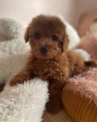 Animale cani