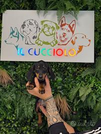 Bassotti maschio e femmina