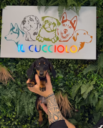 Bassotti maschio e femmina