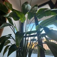 Strelitzia uccello del paradiso