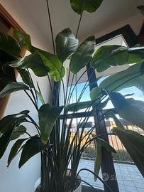 Strelitzia uccello del paradiso