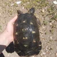 Coppia di Testudo marginata Sarda adulta e riprodu