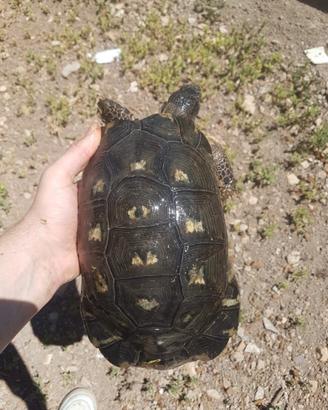 Coppia di Testudo marginata Sarda adulta e riprodu