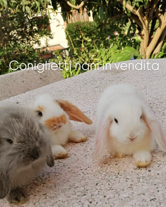 Coniglio nano