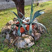 Piante di agave