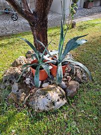 Piante di agave