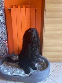 Cane cocker spaniel puro