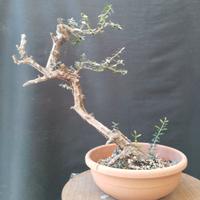 Bonsai Olivastro