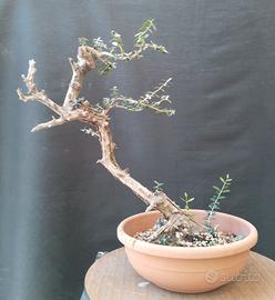 Bonsai Olivastro